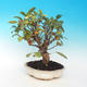 Outdoor bonsai -Malus Halliana - fruited apple - 1/4