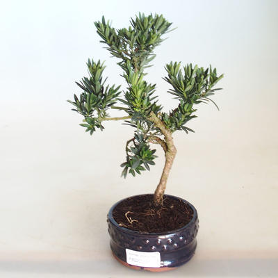 Indoor bonsai - Podocarpus - Stone yew PB2201131