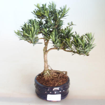 Indoor bonsai - Podocarpus - Stone yew PB2201132