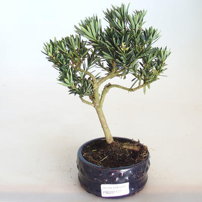 Indoor bonsai - Podocarpus - Stone yew PB2201138