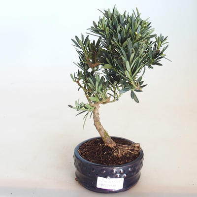 Indoor bonsai - Podocarpus - Stone yew PB2201139