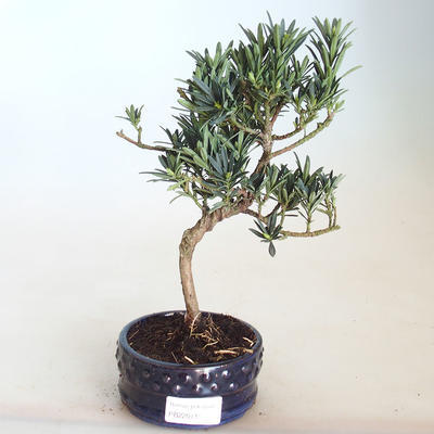 Indoor bonsai - Podocarpus - Stone yew PB2201143