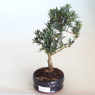 Indoor bonsai - Podocarpus - Stone yew PB2201144