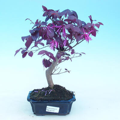 Room bonsai - Loropelatum chinensis - 1