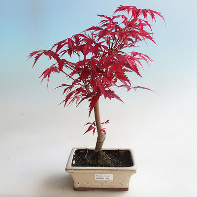Outdoor bonsai - Acer palm. Atropurpureum-Maple - 1