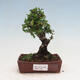 Outdoor bonsai - Zelkova - Zelkova NIRE - 1/5