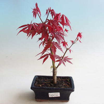 Outdoor bonsai - Acer palm. Atropurpureum-Maple - 1