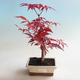 Outdoor bonsai - Acer palm. Atropurpureum-Maple - 1/2
