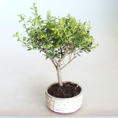 Indoor bonsai - Ilex crenata - Holly PB2201148