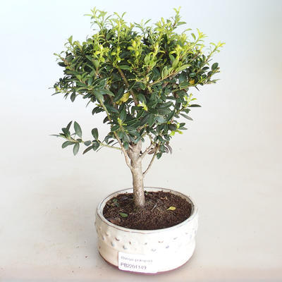 Indoor bonsai - Ilex crenata - Holly PB2201149
