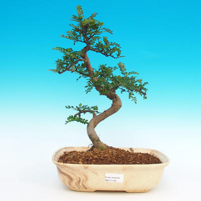 Room bonsai - Zantoxylum piperitum-kava - 1