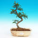 Room bonsai - Zantoxylum piperitum-kava - 1/4