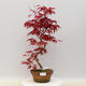 Outdoor bonsai - Maple palmatum DESHOJO - Maple palmate - 1/2