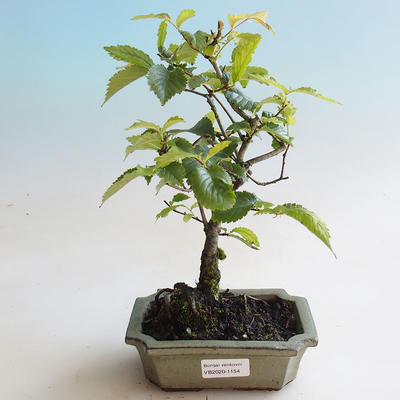 Outdoor bonsai - Hornbeam - Carpinus betulus