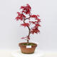 Outdoor bonsai - Maple palmatum DESHOJO - Maple palmate - 1/2