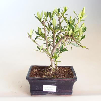 Indoor bonsai - Gardenia jasminoides-Gardenia PB2201169 - 1