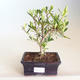 Indoor bonsai - Gardenia jasminoides-Gardenia PB2201169 - 1/2