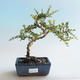 Outdoor bonsai-Cotoneaster horizontalis-Rock Garden - 1/2