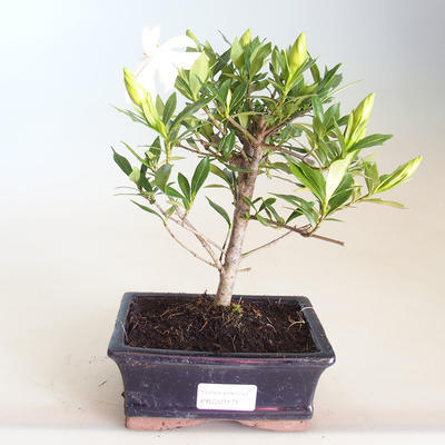 Indoor bonsai - Gardenia jasminoides-Gardenia PB2201171 - 1
