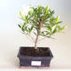 Indoor bonsai - Gardenia jasminoides-Gardenia PB2201171 - 1/2