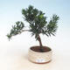 Indoor bonsai - Podocarpus - Stone thous - 1/2