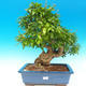 Room bonsai-PUNICA granatum-pomegranate - 1/7