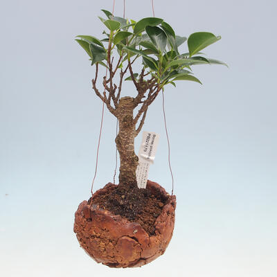 Kokedama in ceramics - small-leaved ficus - Ficus kimmen - 1