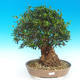 Indoor bonsai - Olea europaea sylvestris -Oliva european tiny - 1/7