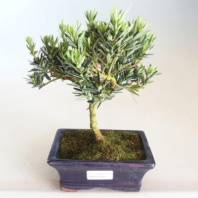 Indoor bonsai - Podocarpus - Stone yew PB2201184 - 1