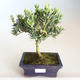 Indoor bonsai - Podocarpus - Stone yew PB2201184 - 1/2