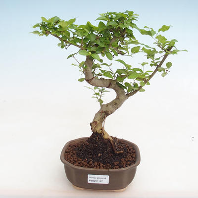 Indoor bonsai -Ligustrum chinensis - Bird's beak PB2201187