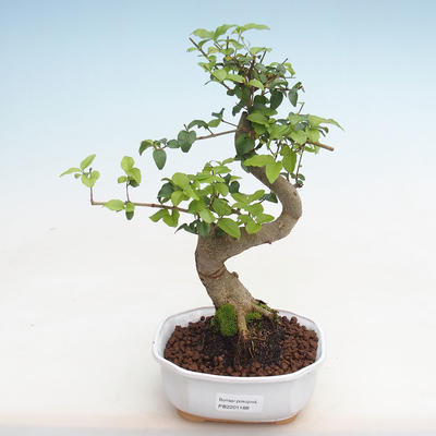 Indoor bonsai -Ligustrum chinensis - Bird's beak PB2201188