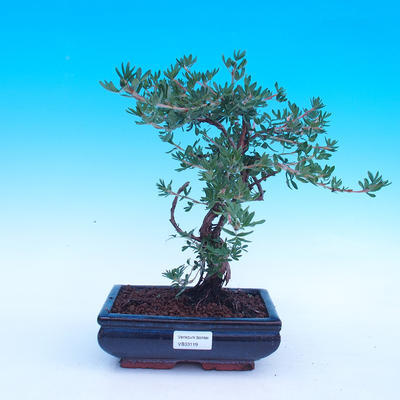 Outdoor bonsai - Potentilla fruticosa - 1