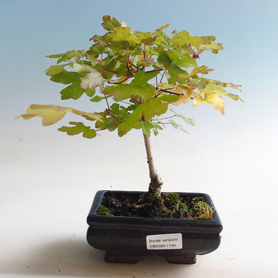 Outdoor bonsai-Acer campestre-Babyka maple - 1