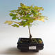 Outdoor bonsai-Acer campestre-Babyka maple - 1/2