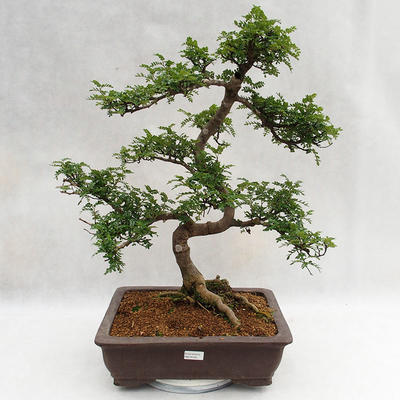Indoor bonsai - Zantoxylum piperitum - Pepper tree PB2191200 - 1