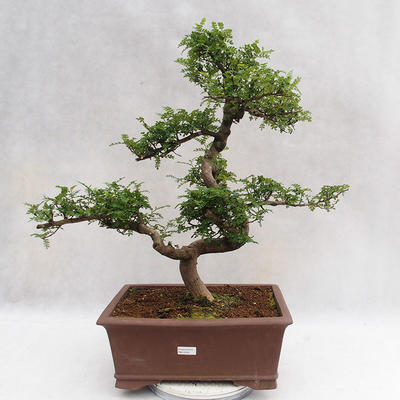 Indoor bonsai - Zantoxylum piperitum - Pepper tree PB2191201 - 1