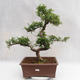 Indoor bonsai - Zantoxylum piperitum - Pepper tree PB2191201 - 1/5