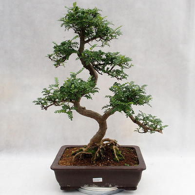 Indoor bonsai - Zantoxylum piperitum - Pepper tree PB2191202 - 1