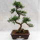 Indoor bonsai - Zantoxylum piperitum - Pepper tree PB2191202 - 1/5