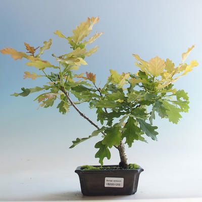 Outdoor bonsai-Quercus robur-Summer oak - 1