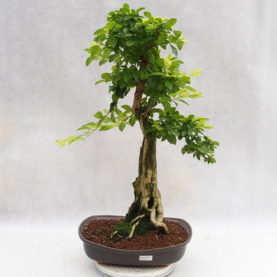 Indoor bonsai - Duranta erecta Aurea PB2191203 - 1