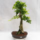 Indoor bonsai - Duranta erecta Aurea PB2191203 - 1/7