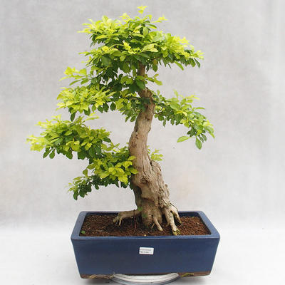 Indoor bonsai - Duranta erecta Aurea PB2191206 - 1