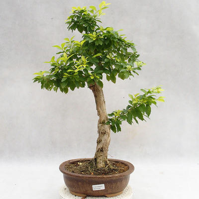 Indoor bonsai - Duranta erecta Aurea PB2191207 - 1