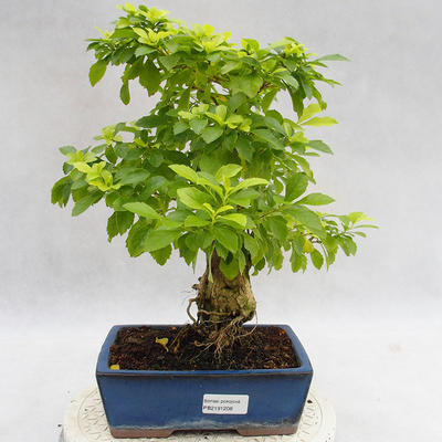 Indoor bonsai - Duranta erecta Aurea PB2191208 - 1