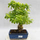 Indoor bonsai - Duranta erecta Aurea PB2191208 - 1/6