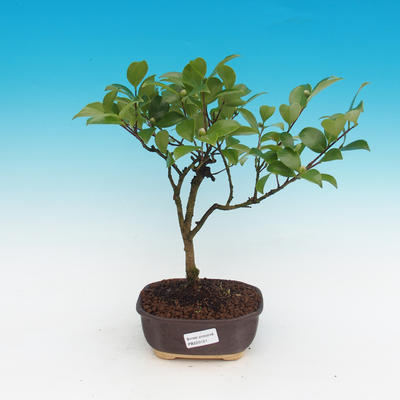 Room-bonsai Camellia Camellia-euphlebia