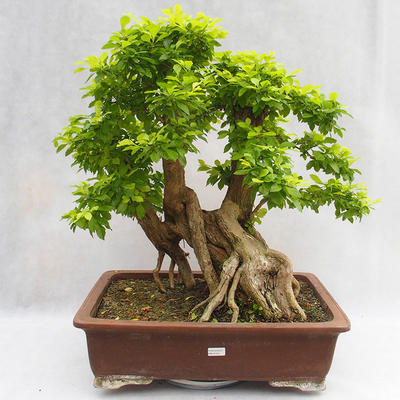 Indoor bonsai - Duranta erecta Aurea PB2191210 - 1
