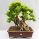 Indoor bonsai - Duranta erecta Aurea PB2191210 - 1/7